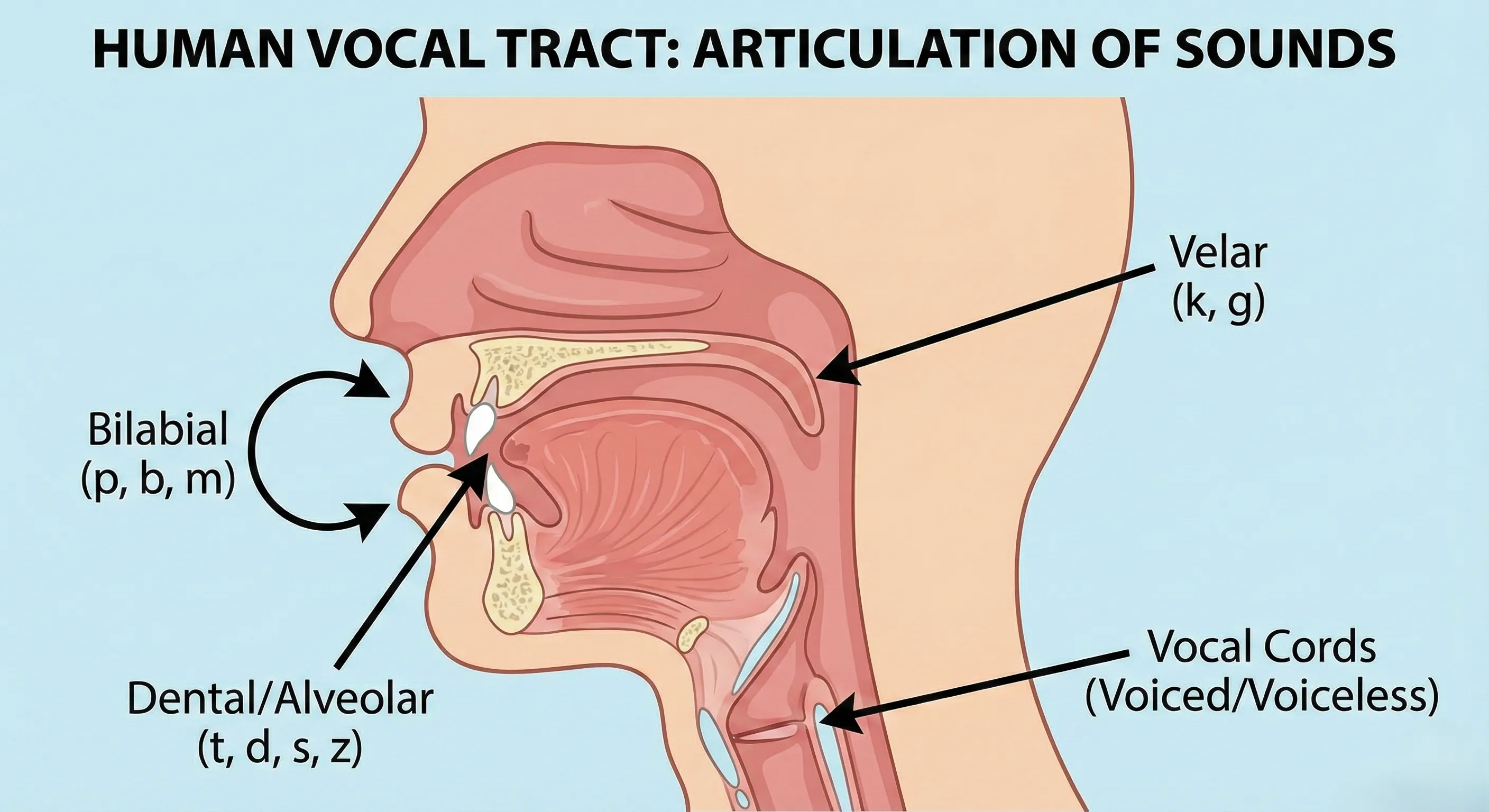 Diagram fonetyczny - ułożenie języka i ust